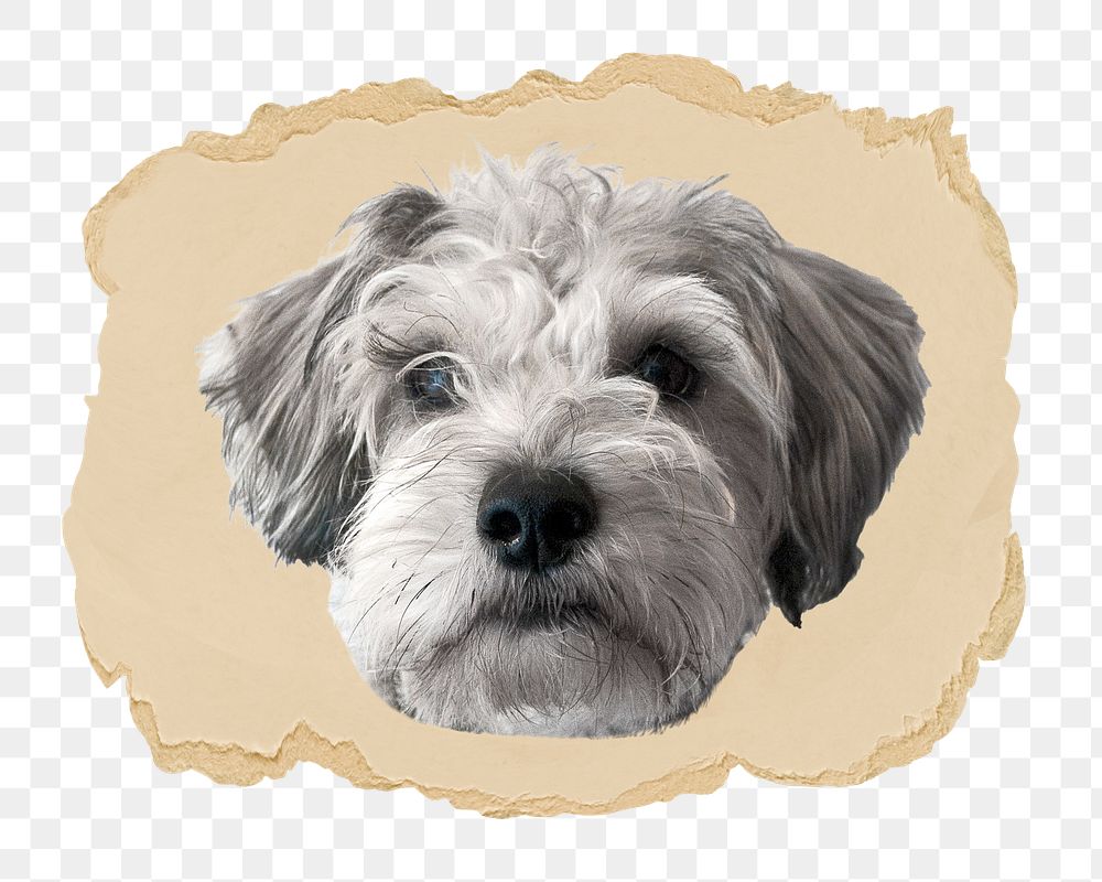 Miniature Schnauzer puppy png sticker, ripped paper, transparent background