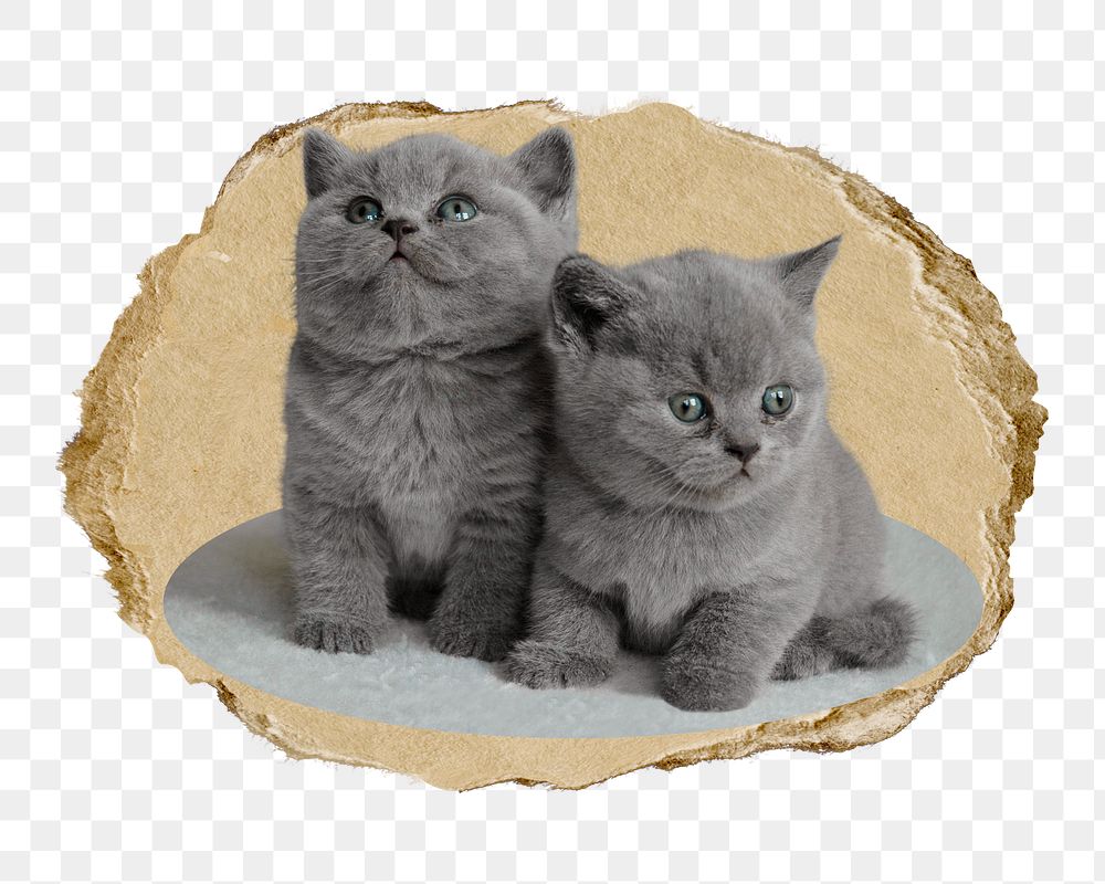 British short hair png kittens sticker, ripped paper, transparent background