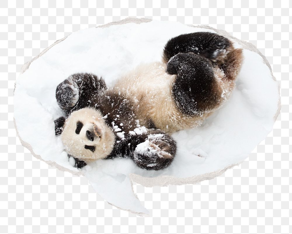 Panda png in snow, animal sticker, ripped paper speech bubble, transparent background