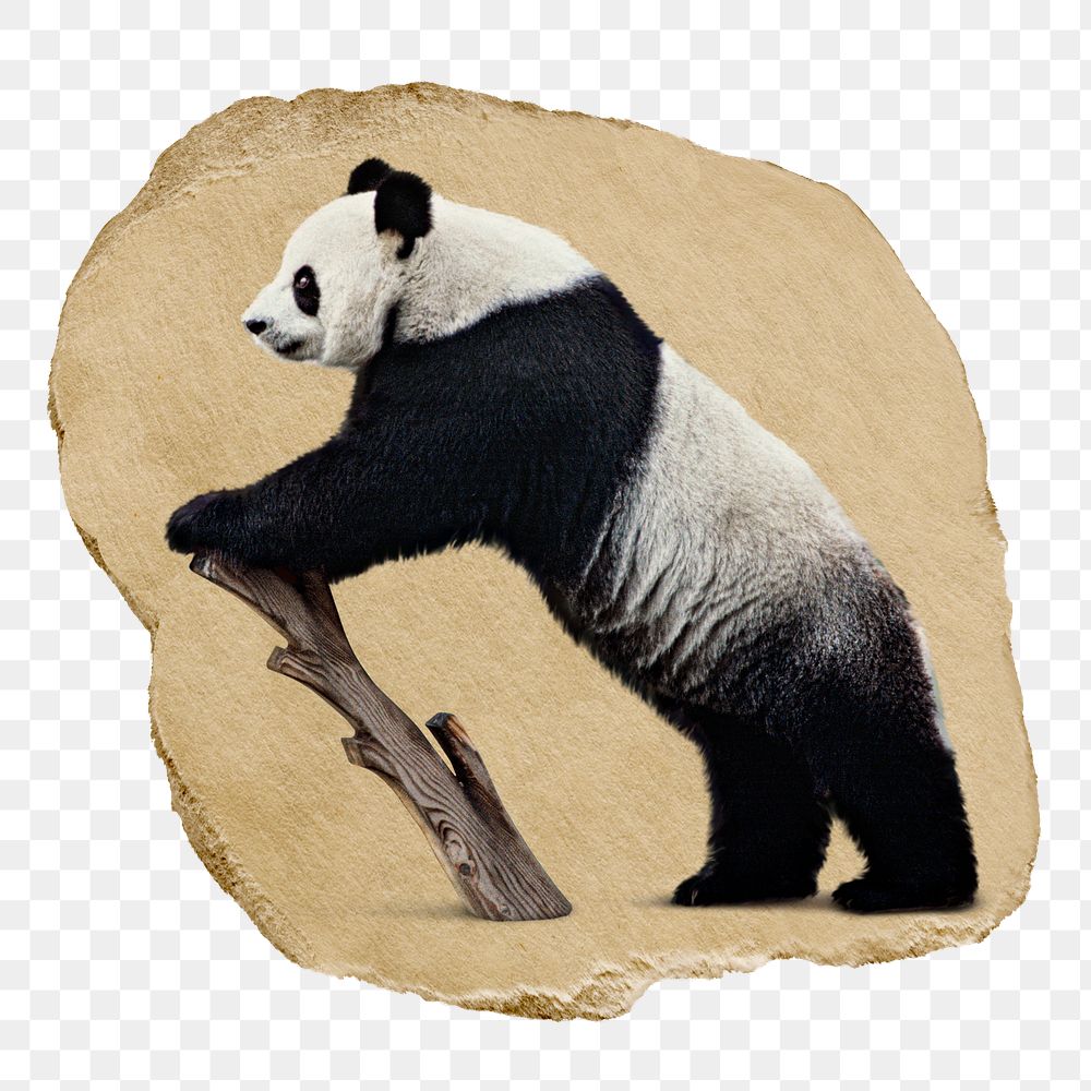 PNG Giant Panda, collage element, transparent background