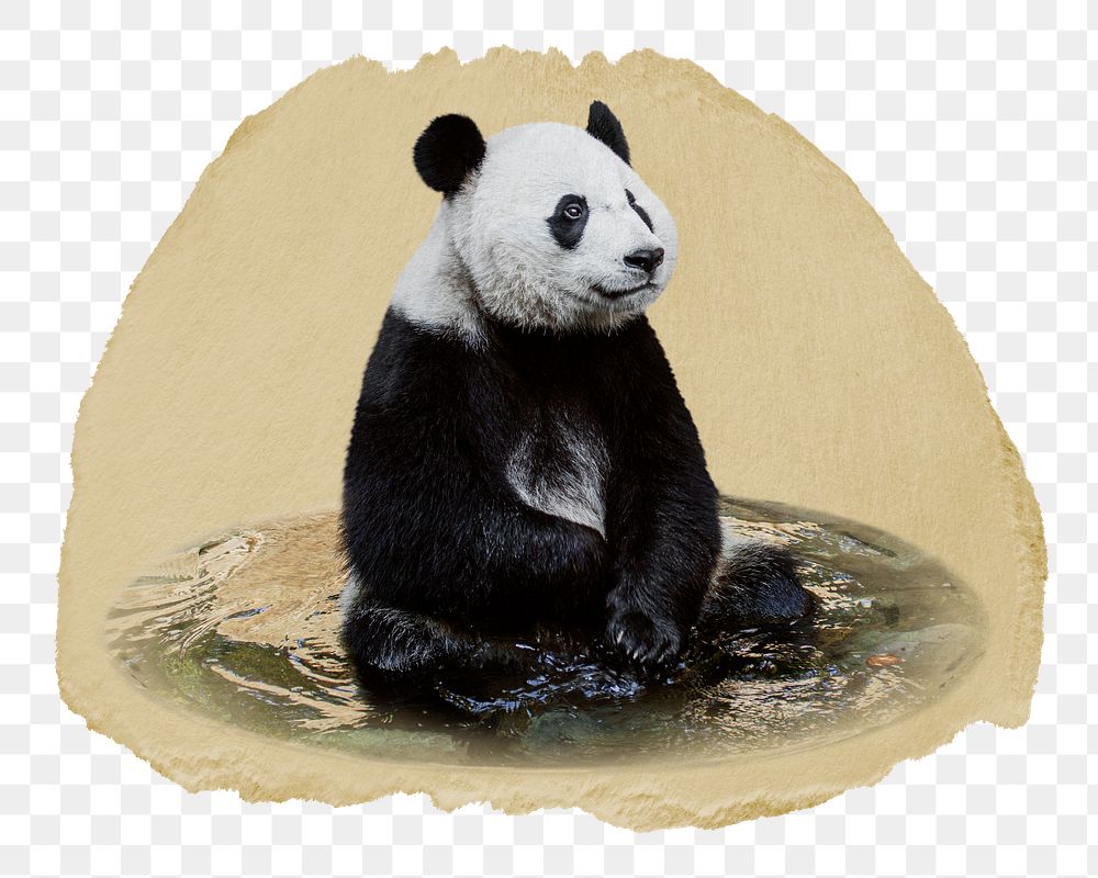 Panda bear png sticker, ripped paper, transparent background