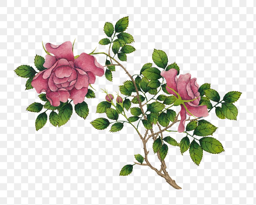 Png pink rose sticker, floral vintage illustration, transparent background