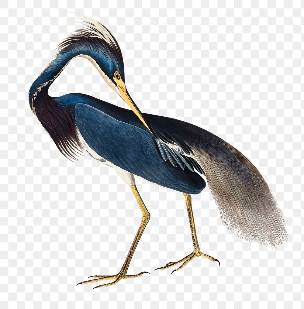 Png Louisiana Heron sticker, blue bird vintage illustration, transparent background
