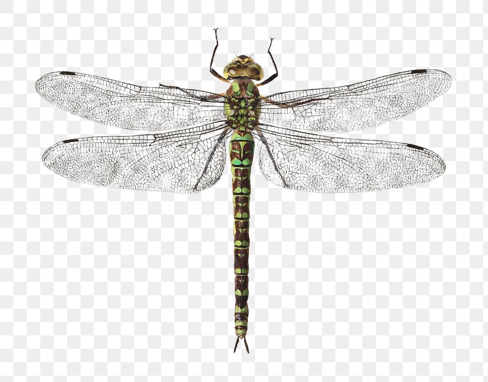 Dragonfly png sticker, vintage artwork, transparent background