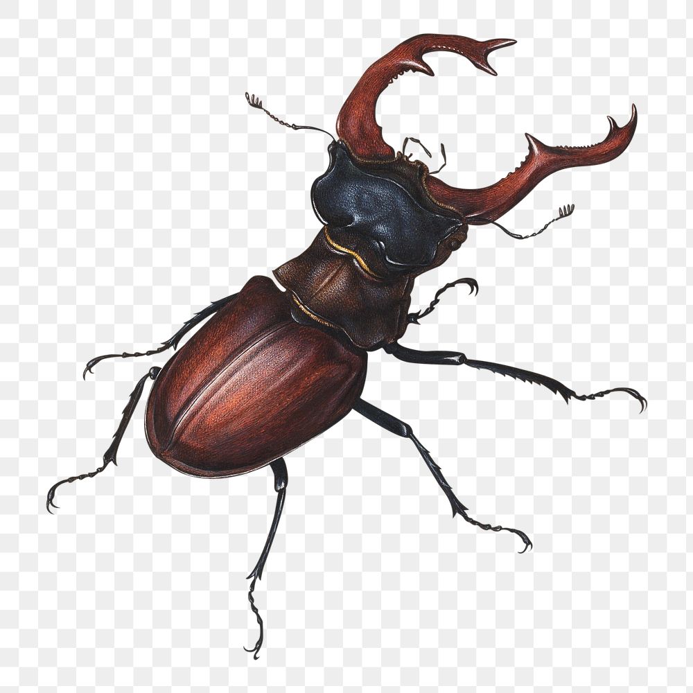 Stag beetle png sticker, insect vintage illustration, transparent background