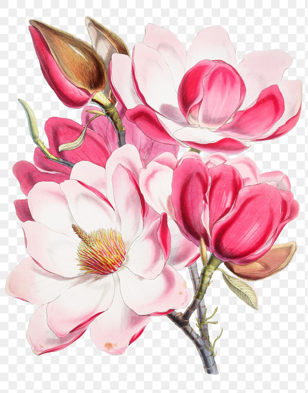 Png Magnolia Campbellii sticker, floral vintage illustration, transparent background