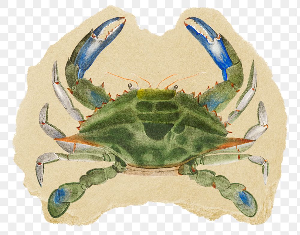 Blue crab png sticker, ripped paper, transparent background