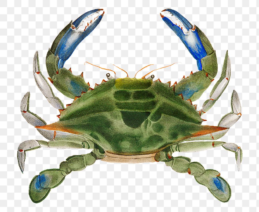 Blue crab png sticker, aquatic animal cut out, transparent background