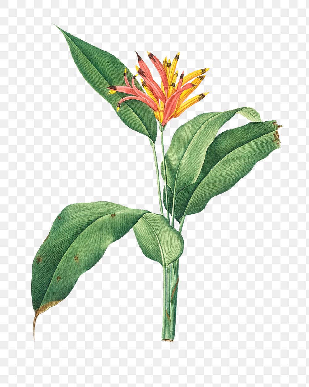 Png tropical flower sticker illustration, transparent background