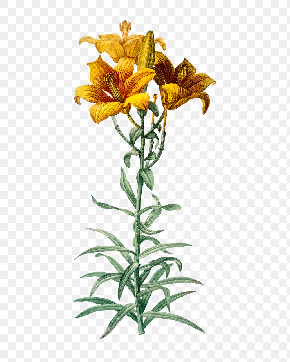 Fire lily png flower sticker, transparent background