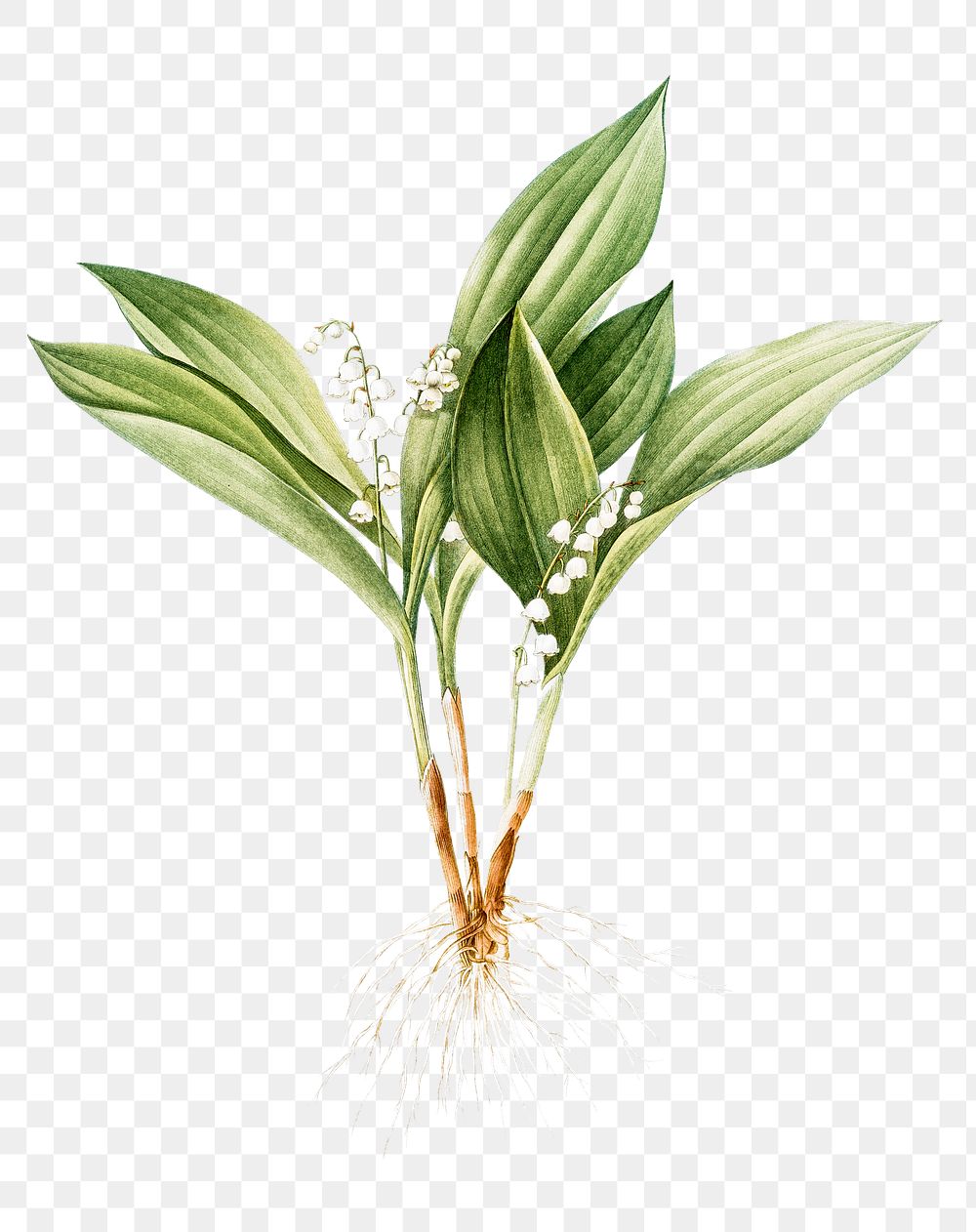 Flower png sticker, Lily of the valley, transparent background
