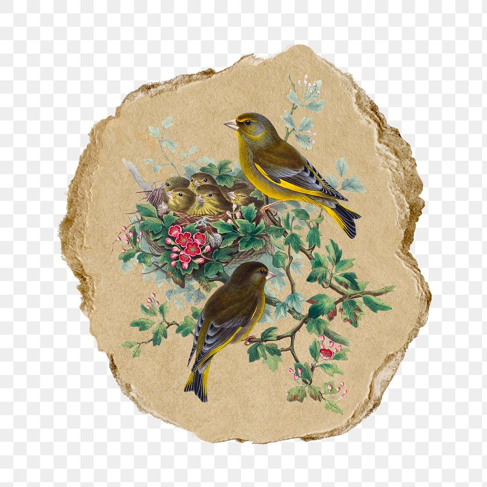 Greenfinch bird png sticker, vintage artwork, transparent background, ripped paper badge