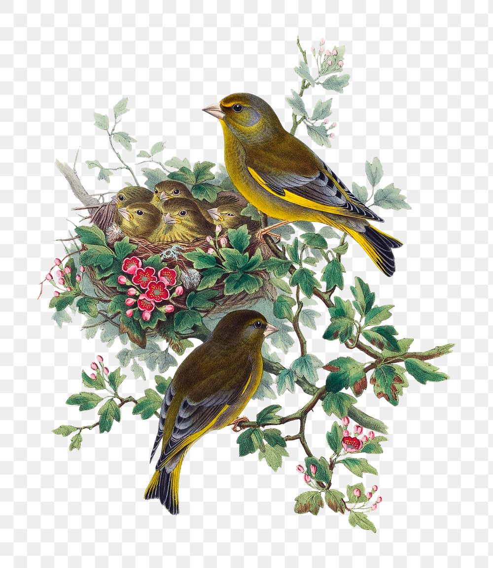 Greenfinch bird png sticker, vintage artwork, transparent background