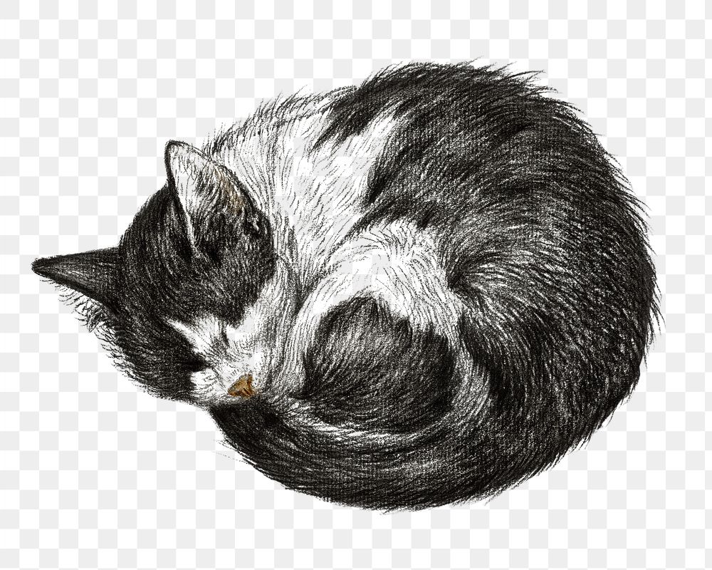 Png sleeping cat sticker, Jean Bernard's vintage illustration, transparent background