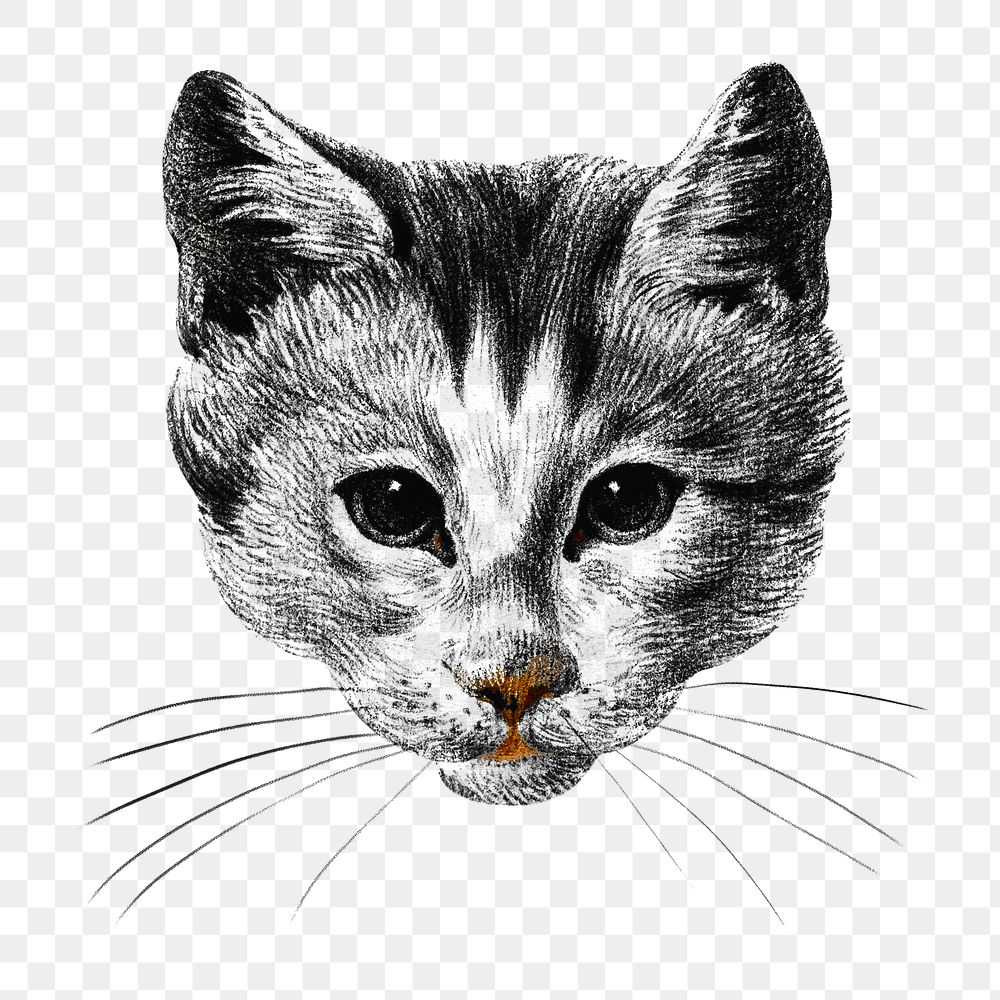 Png cat's head sticker, vintage illustration, transparent background