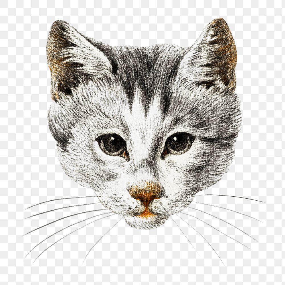 Png cat's head sticker, vintage illustration, transparent background