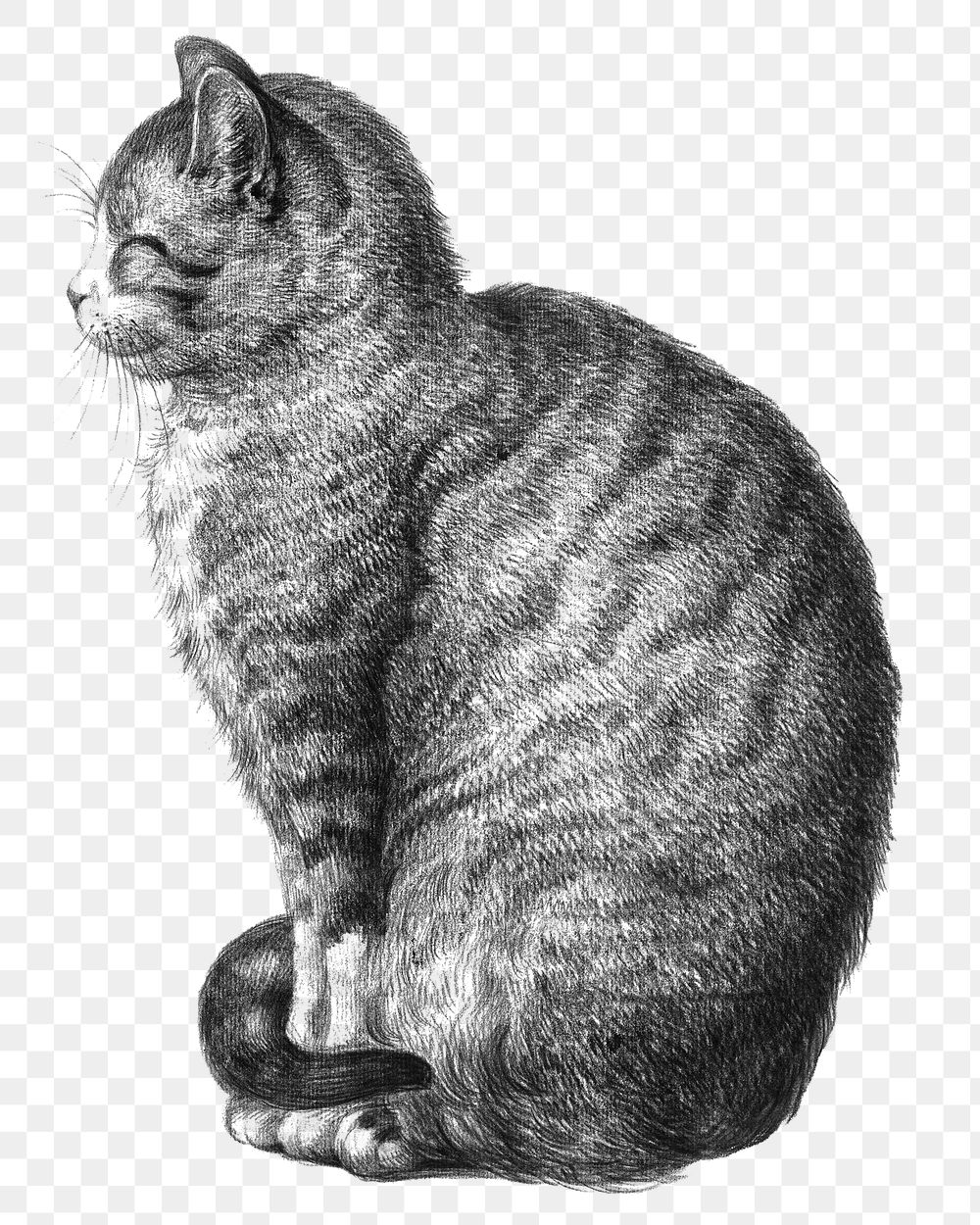 Png sitting cat sticker, Jean Bernard's vintage illustration, transparent background