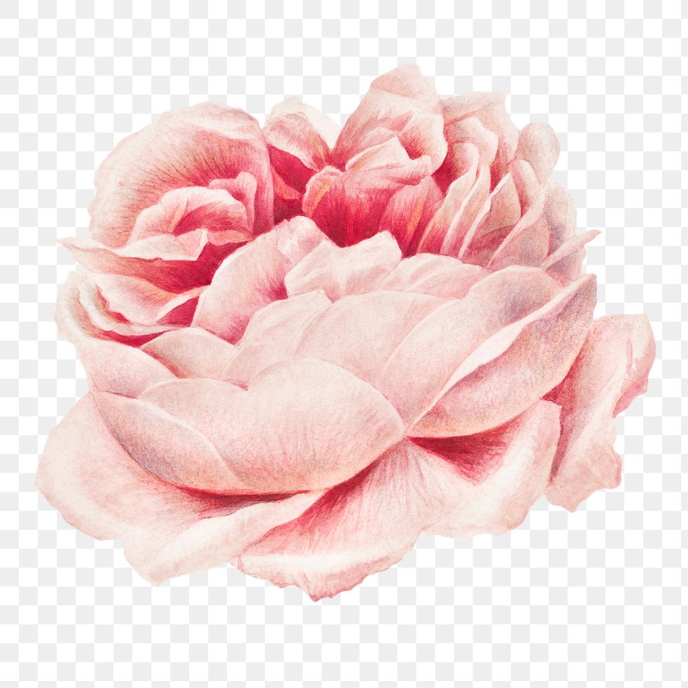 Png pink rose sticker, flower vintage illustration, transparent background