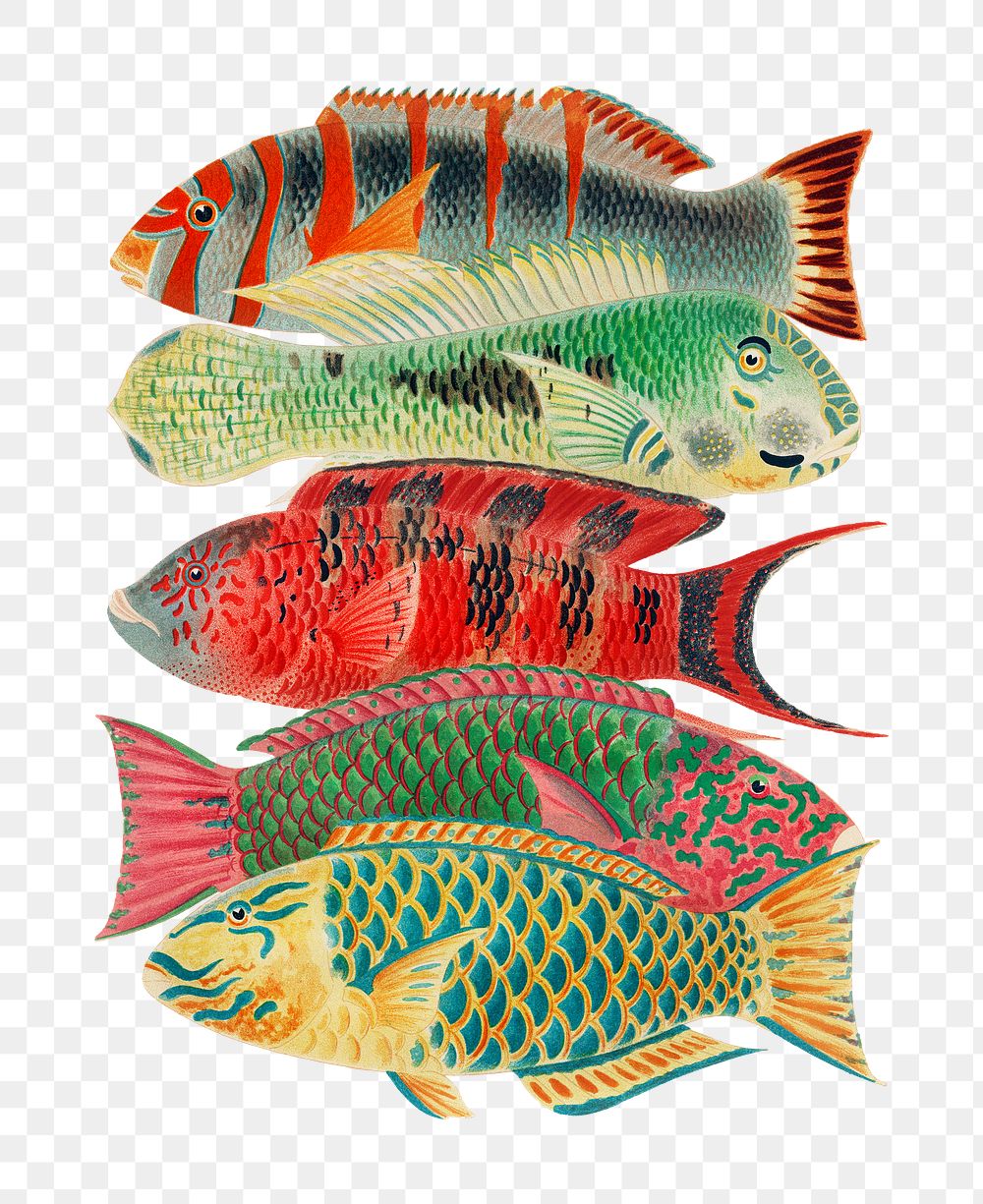 Fish png sticker, William Saville-Kent's  vintage illustration, transparent background