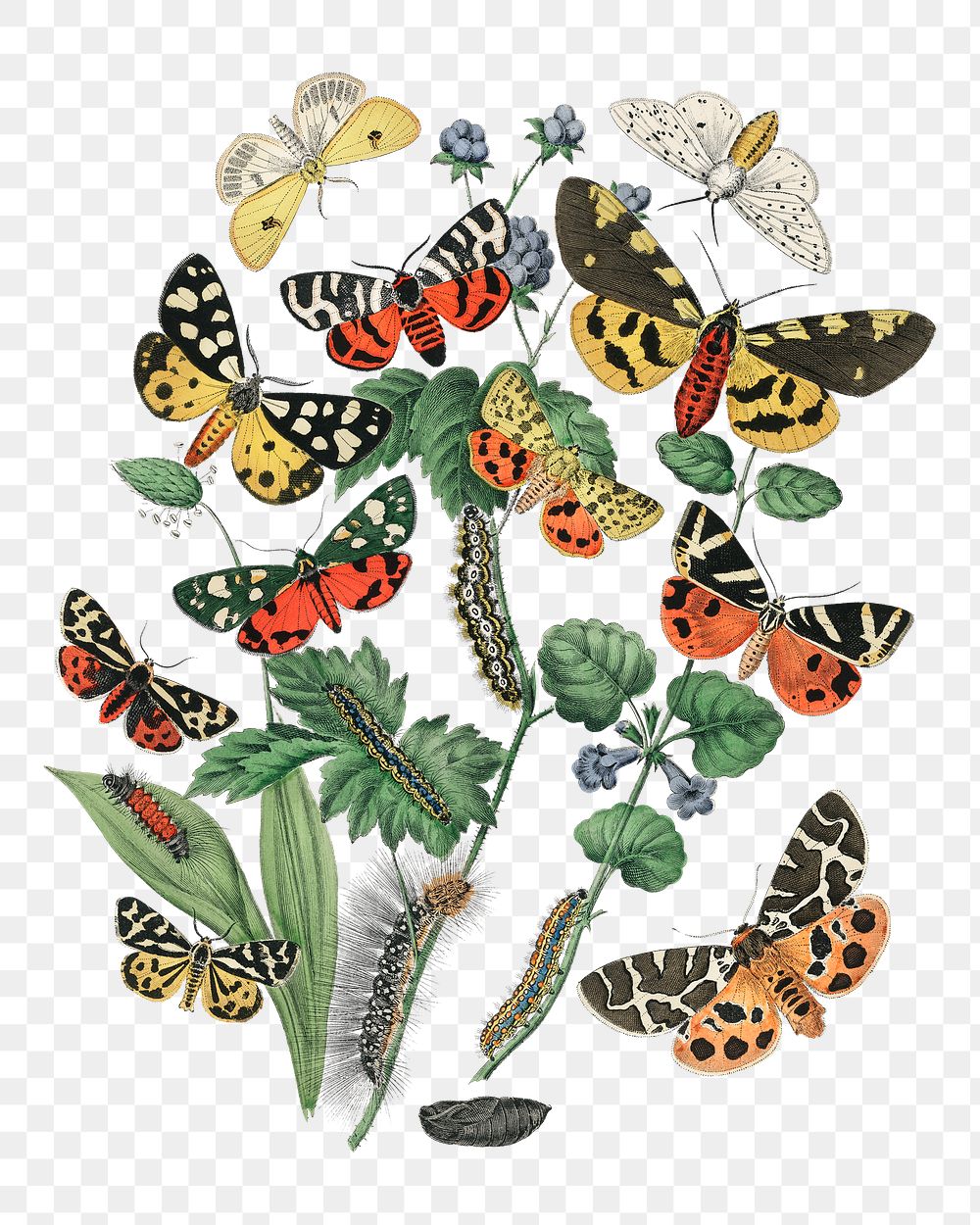 Png butterflies sticker, vintage insect illustration, transparent background