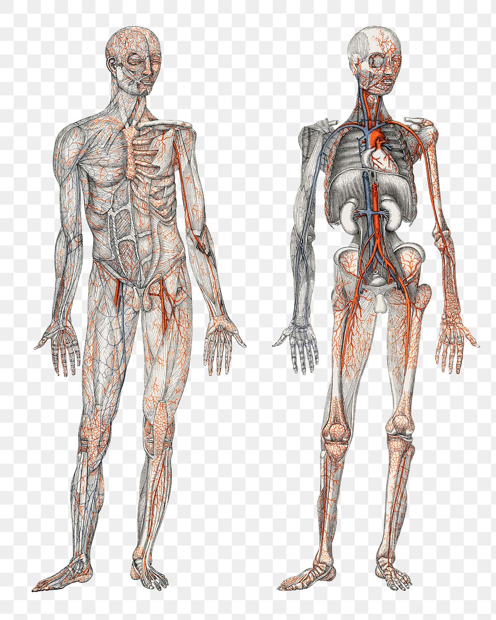 Human body png sticker, hand drawn illustration, transparent background