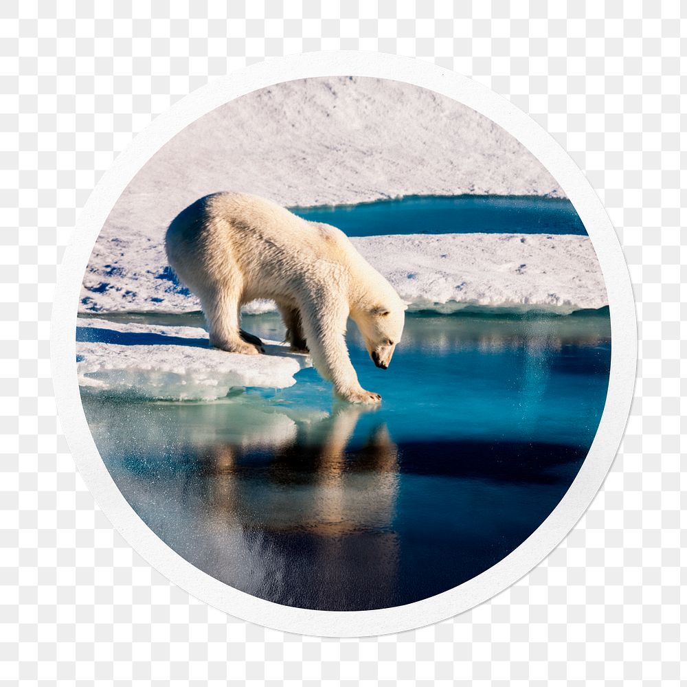 Polar bear png in snow sticker, animal in circle frame, transparent background