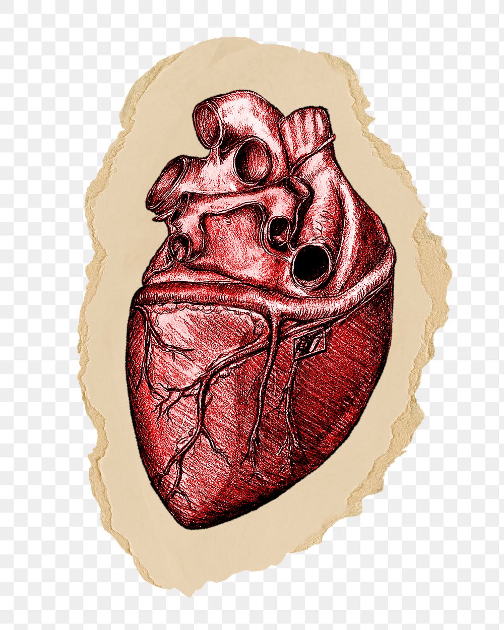 Realistic heart png sticker, ripped paper, transparent background