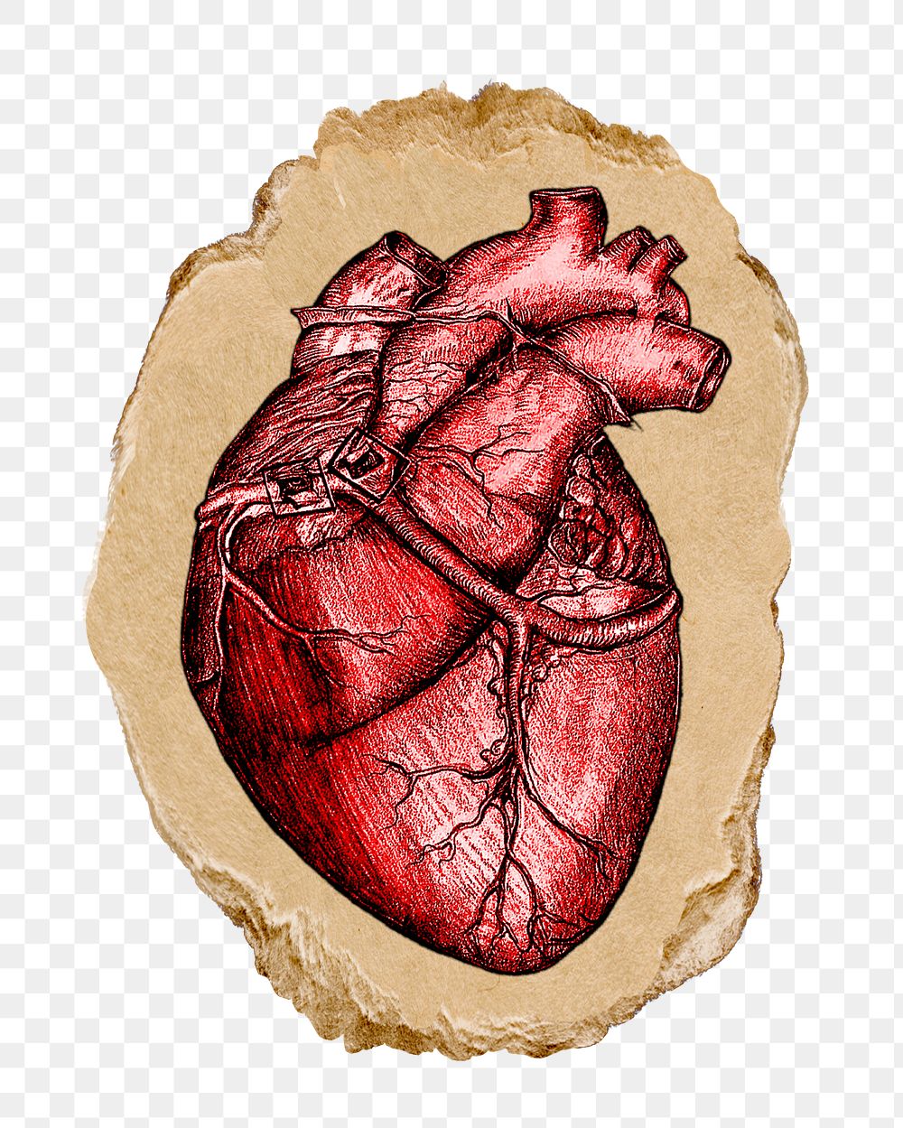 Realistic heart png sticker, ripped paper, transparent background