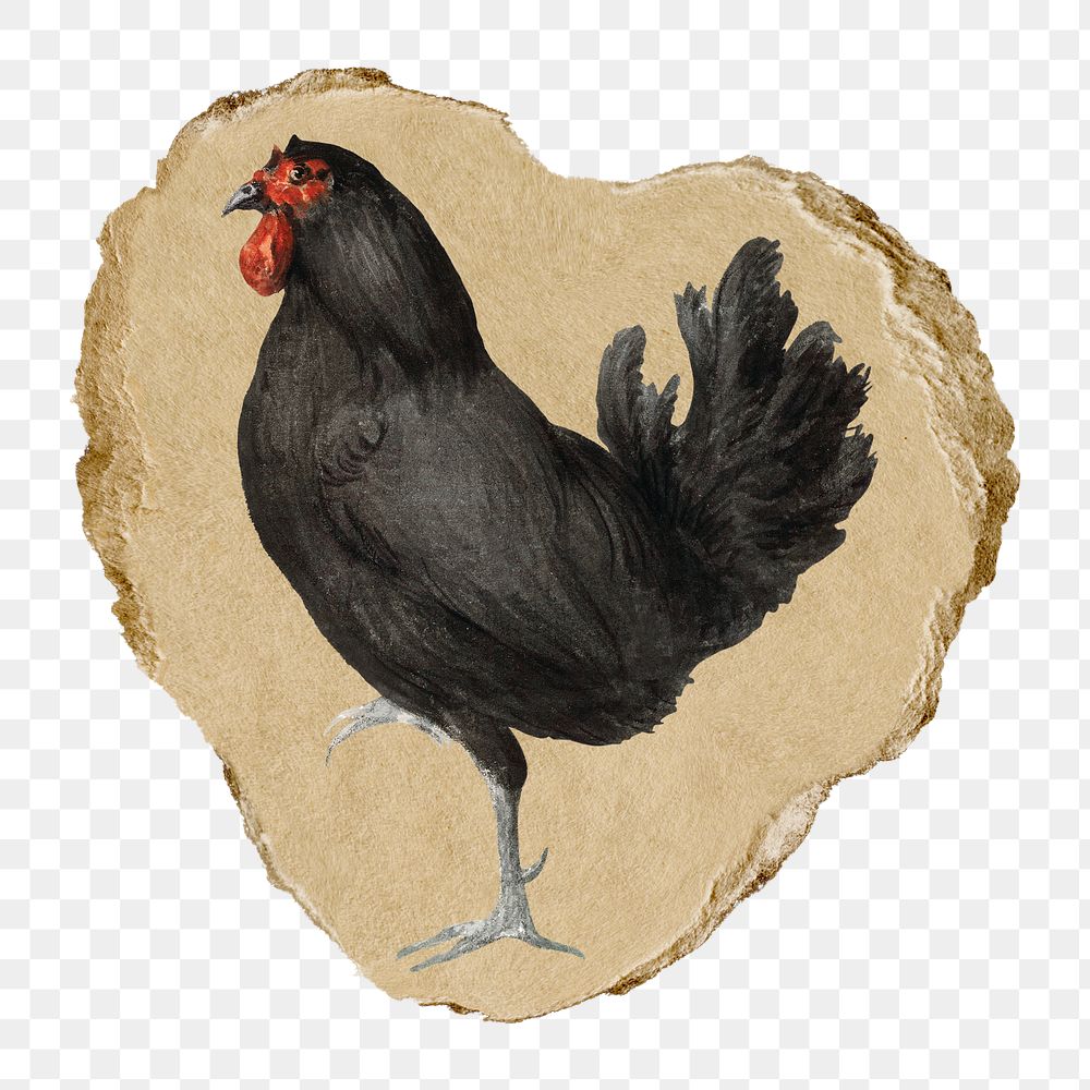 Chicken png sticker, vintage artwork, transparent background, ripped paper badge