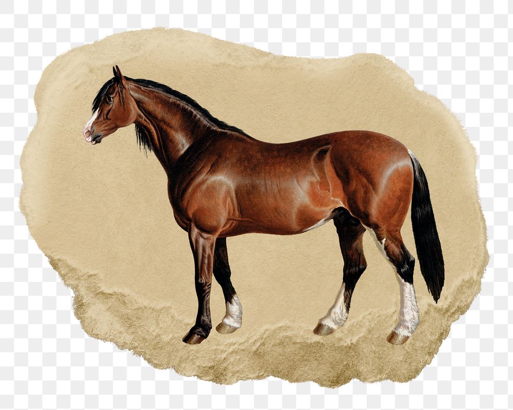 PNG horse with, collage element, transparent background