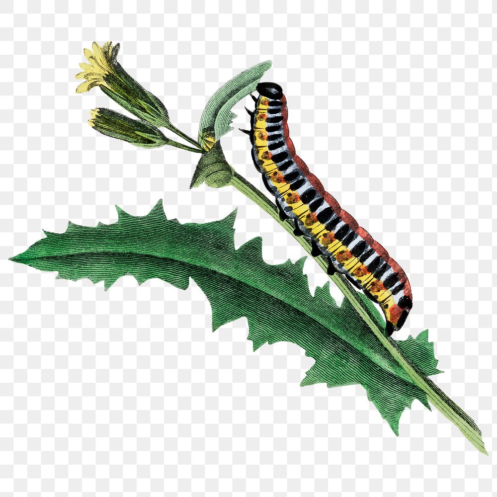 Caterpillar png sticker, vintage insect illustration, transparent background