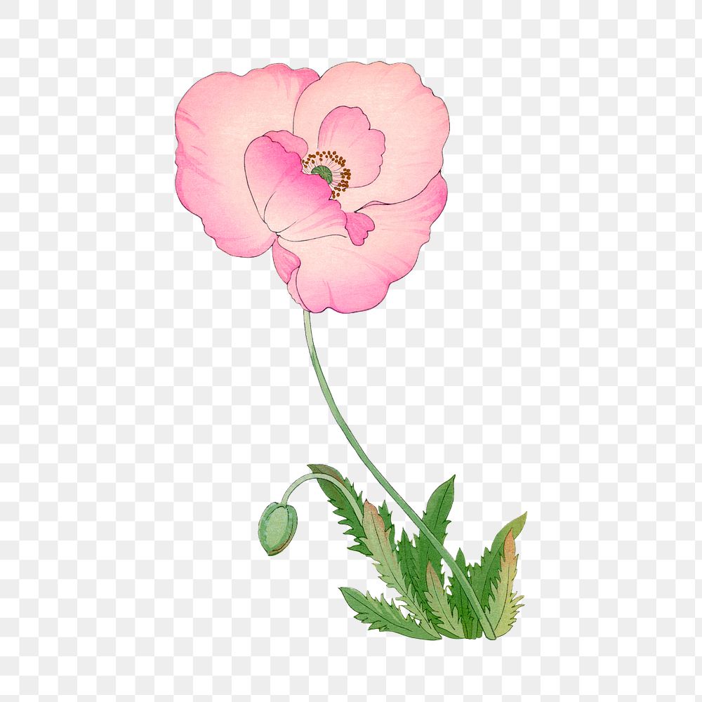 Png red poppy flower sticker, Japanese ukiyo e art, transparent background