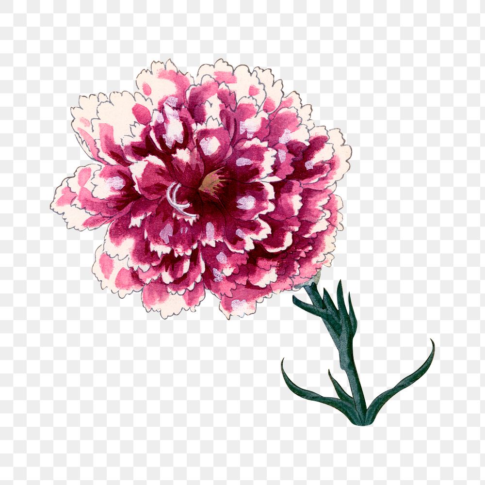 Carnation flower png sticker, Japanese ukiyo e art, transparent background