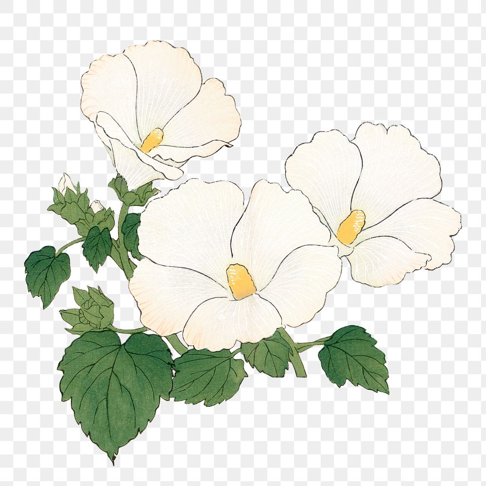 Png white mallow flower sticker, vintage Japanese art, transparent background