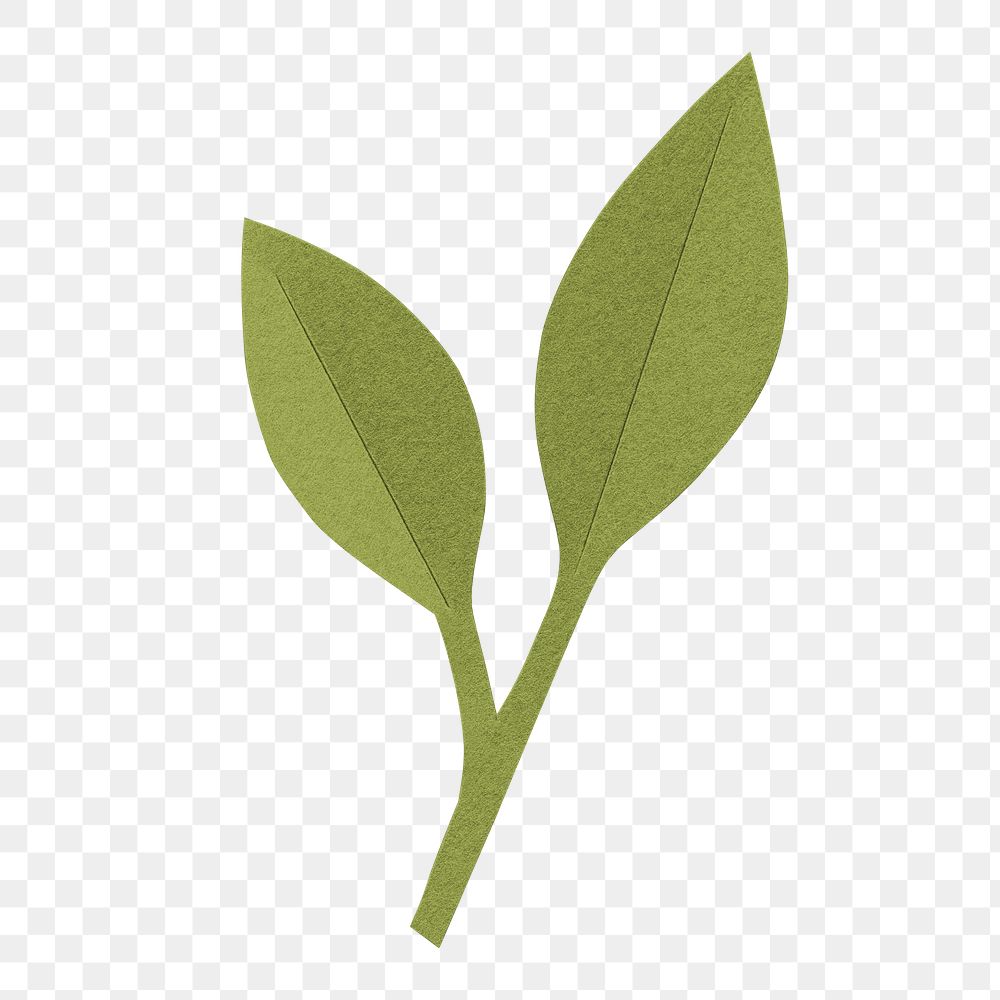 Green paper leaf png sticker, transparent background