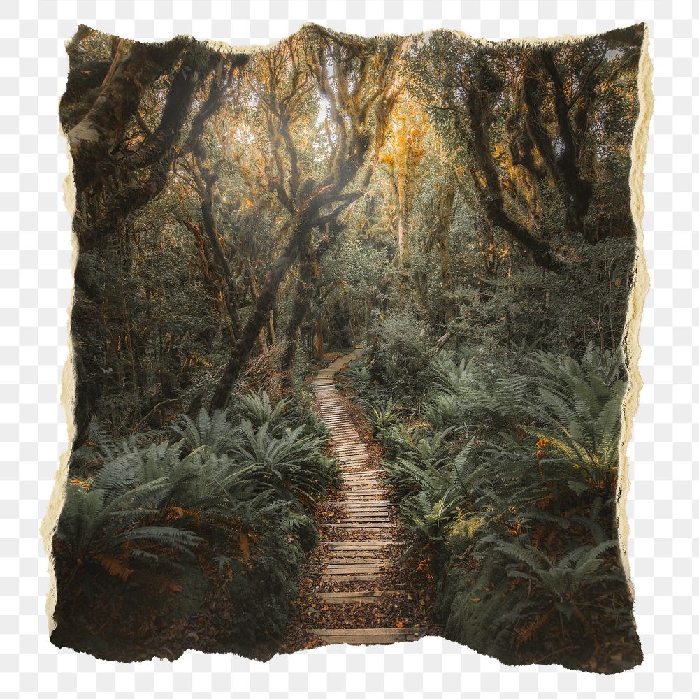 Forest pathway png nature sticker, ripped paper, transparent background