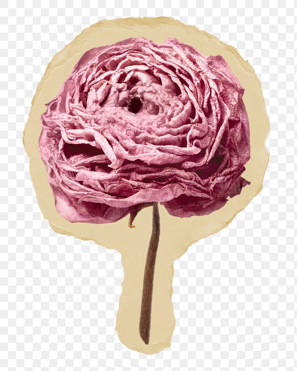 Dry ranunculus png pink flower ripped paper sticker, aesthetic graphic, transparent background