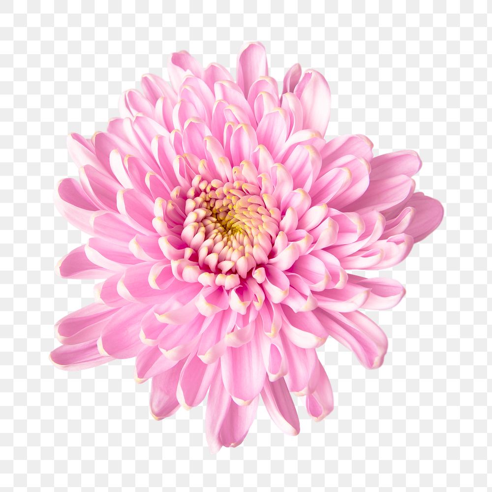 PNG pink chrysanthemum flower sticker
