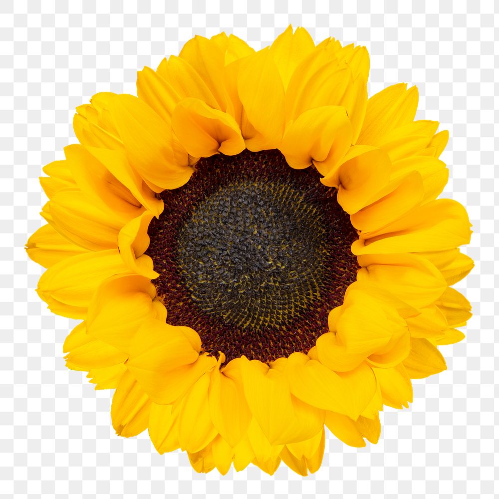 Blooming sunflower png sticker, transparent background