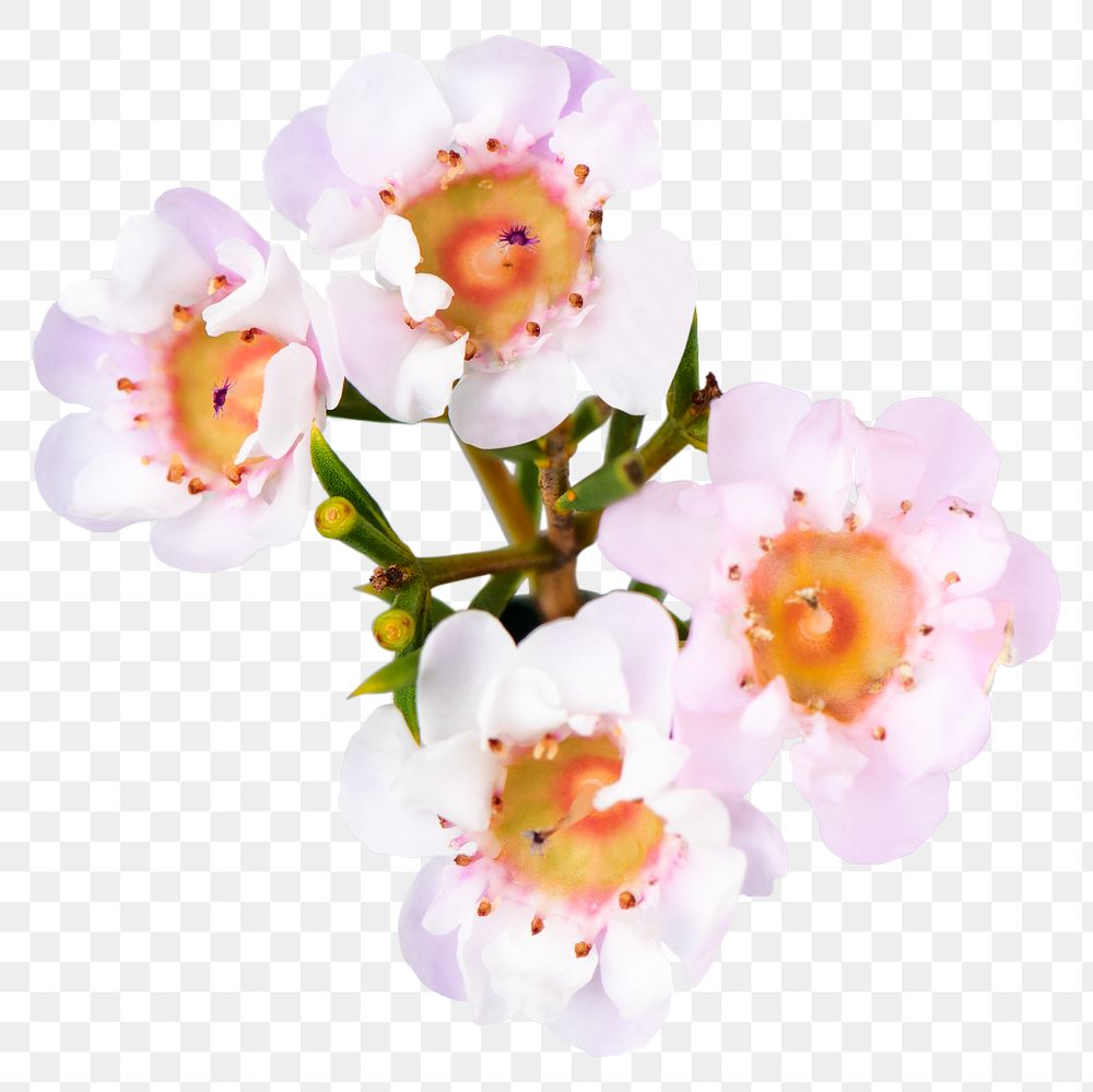 PNG white wax flower sticker