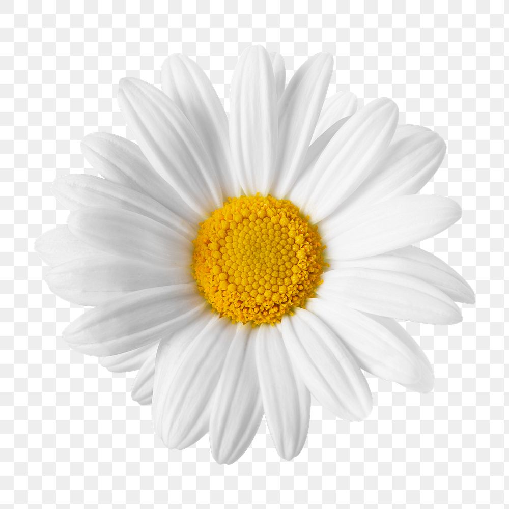 White daisy png flower sticker
