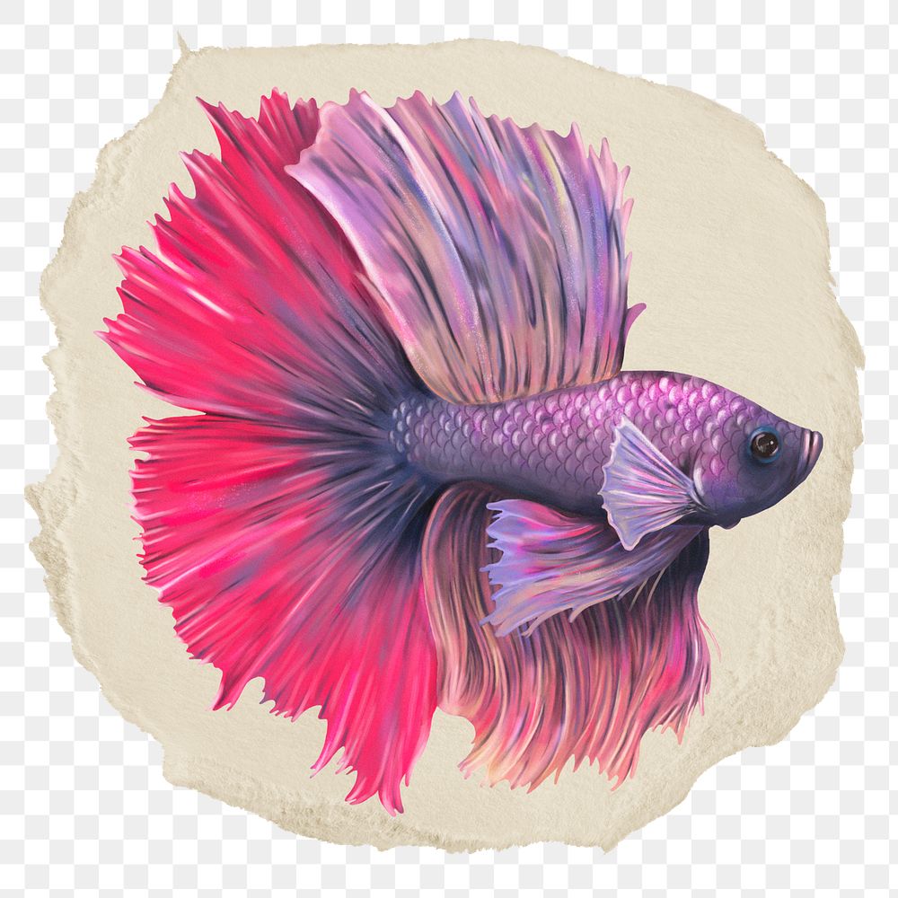 Siamese fighting fish png sticker, ripped paper, transparent background