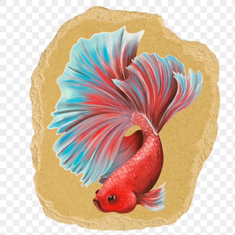 Siamese fighting png fish sticker, ripped paper on transparent background