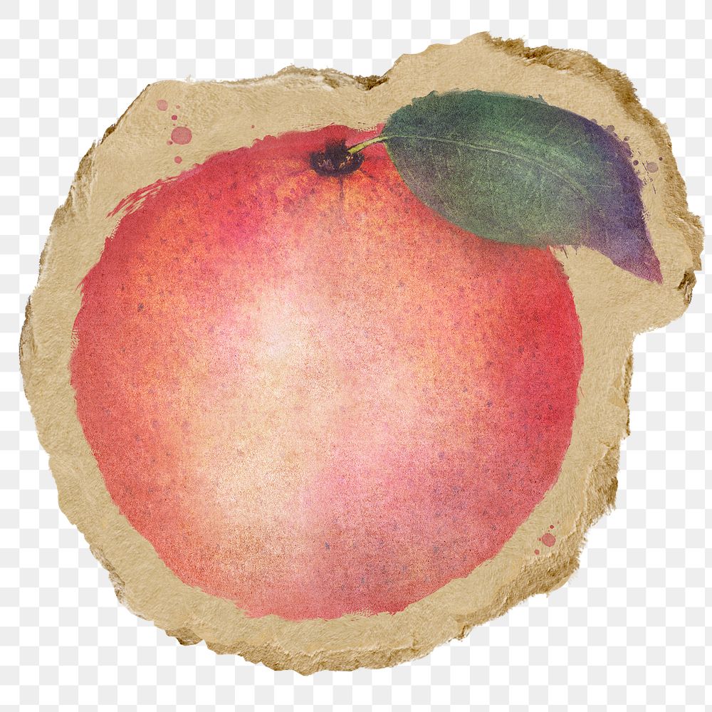 Apple, fruit png sticker, ripped paper, transparent background