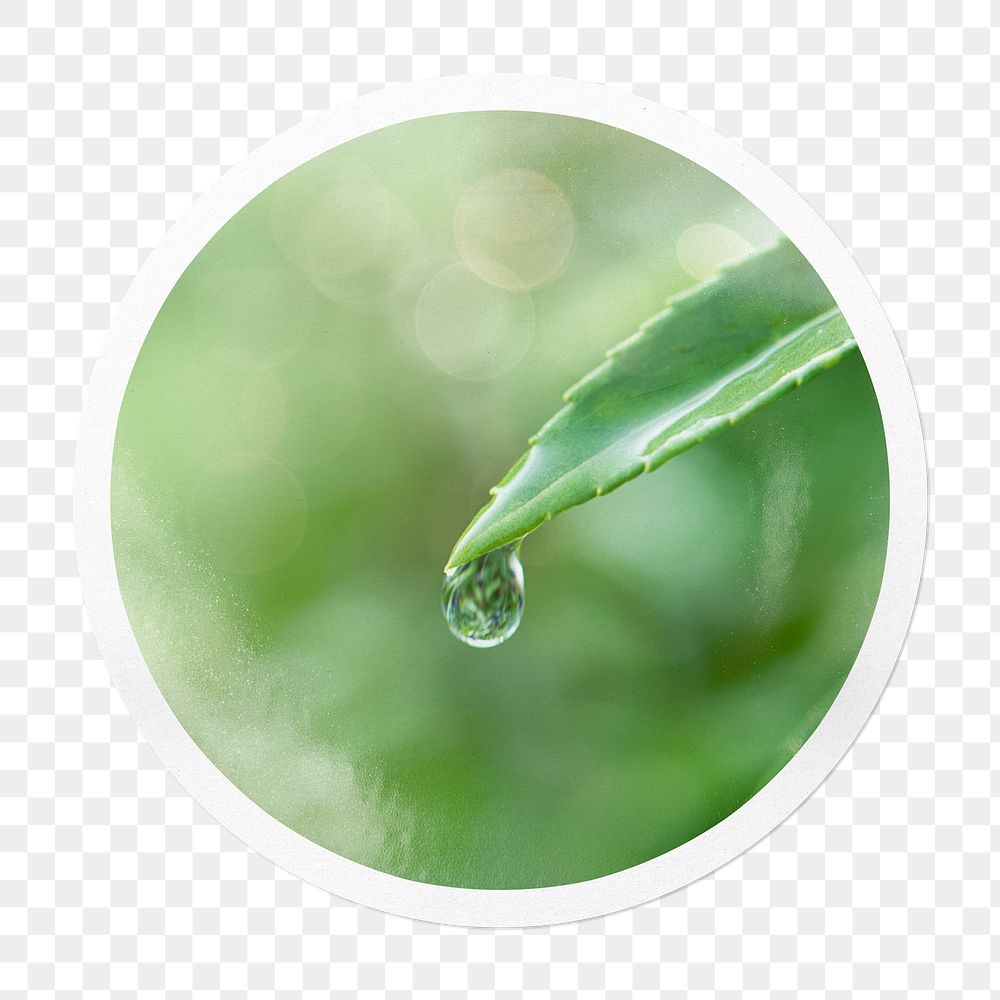 Water drop png leaf sticker, environment in circle frame, transparent background