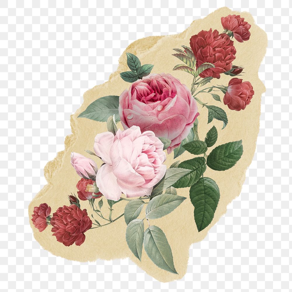 Rose flowers png sticker, ripped paper on transparent background