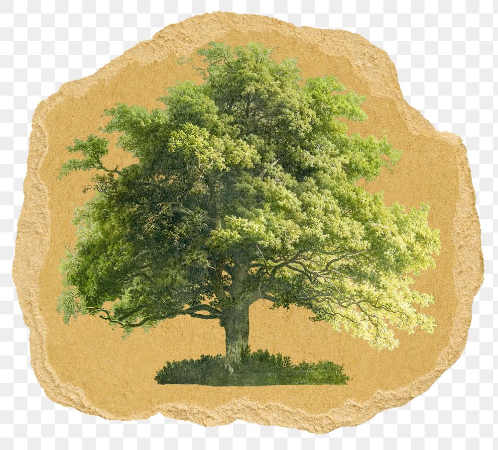 Lone tree png sticker, ripped paper, transparent background