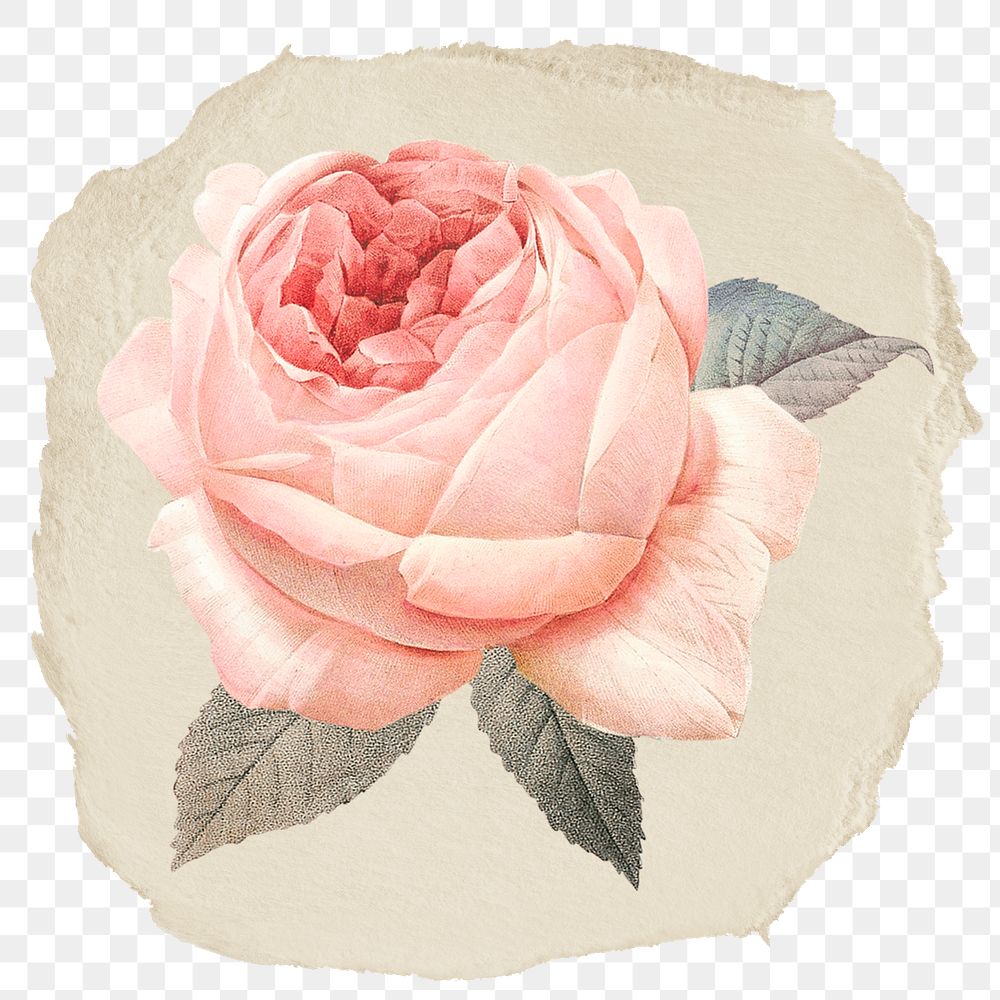 Pink rose flower png sticker, ripped paper, transparent background