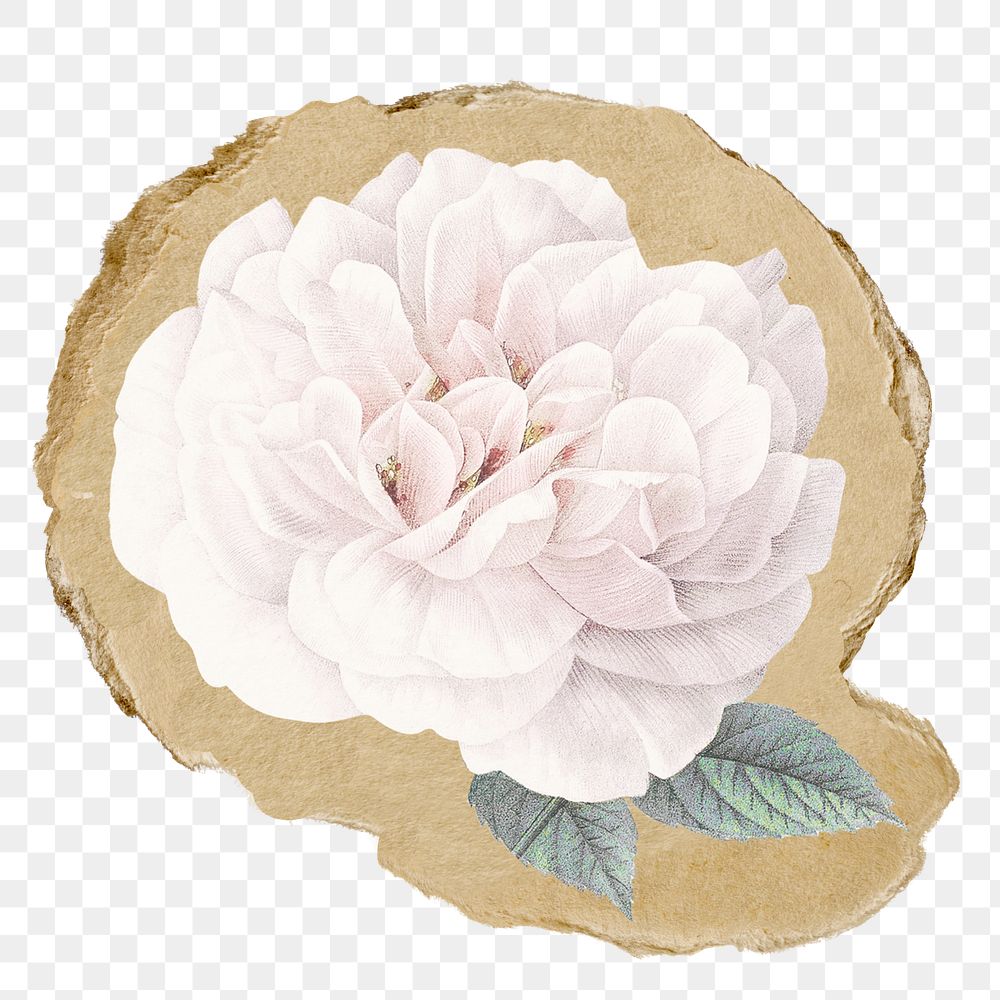 White flower png sticker, ripped paper on transparent background