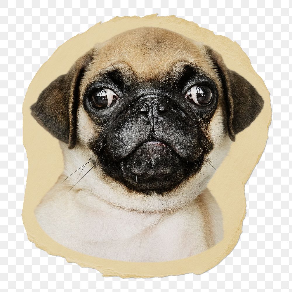 Pug puppy png ripped paper sticker, cute pet animal graphic, transparent background